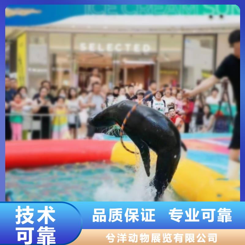 哪有出租海狮表演的批发零售-定做_兮洋动物展览有限公司