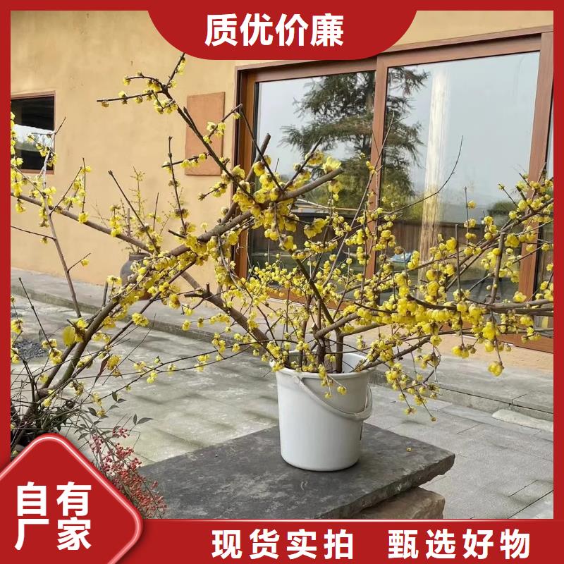 仿夯土外墙漆多少钱#仿夯土稻草漆#艺术涂料厂家#农家小院改造