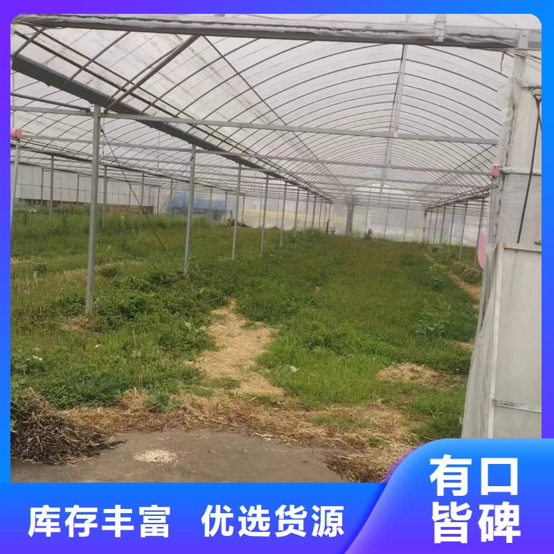 丰南区葡萄避雨大棚欢迎电询