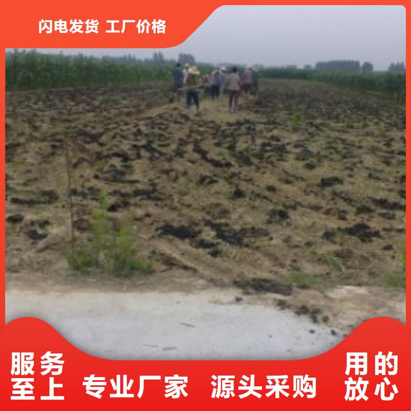 乐东县稻壳鸡粪改良土壤