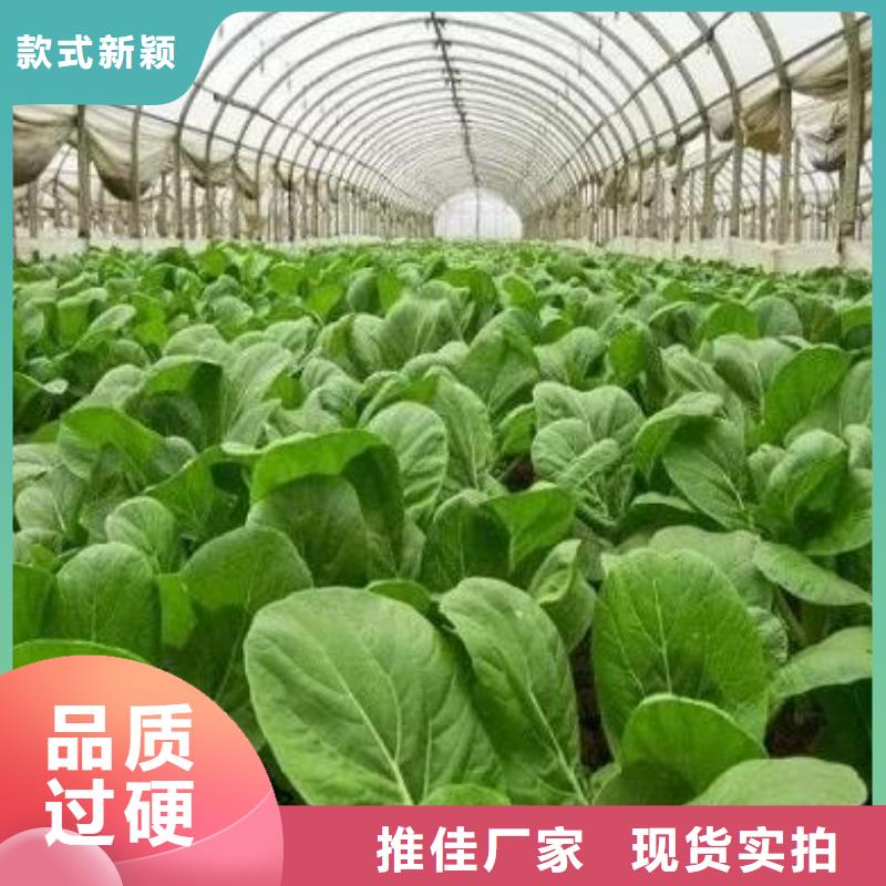连云港专注生产N年香满路有机肥改善芹菜品质