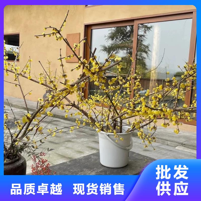 【 稻草漆 稻草漆施工量少也做】-华彩稻草漆艺术漆(钦州市分公司)