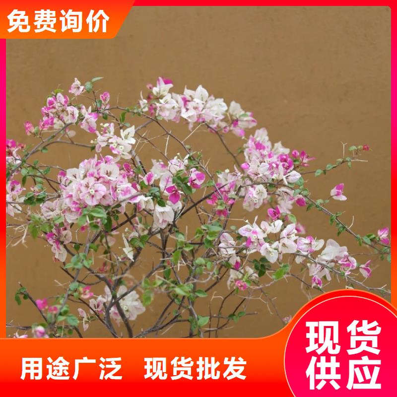 夯土墙面漆源头工厂，质量保证
