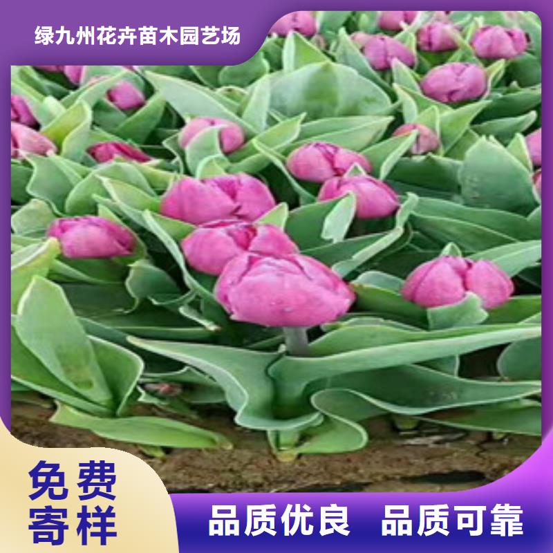 时令草花【柳叶马鞭草/薰衣草】大厂家实力看得见