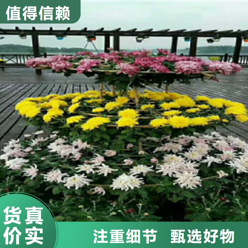 時令草花柳葉馬鞭草/薰衣草認準大品牌廠家