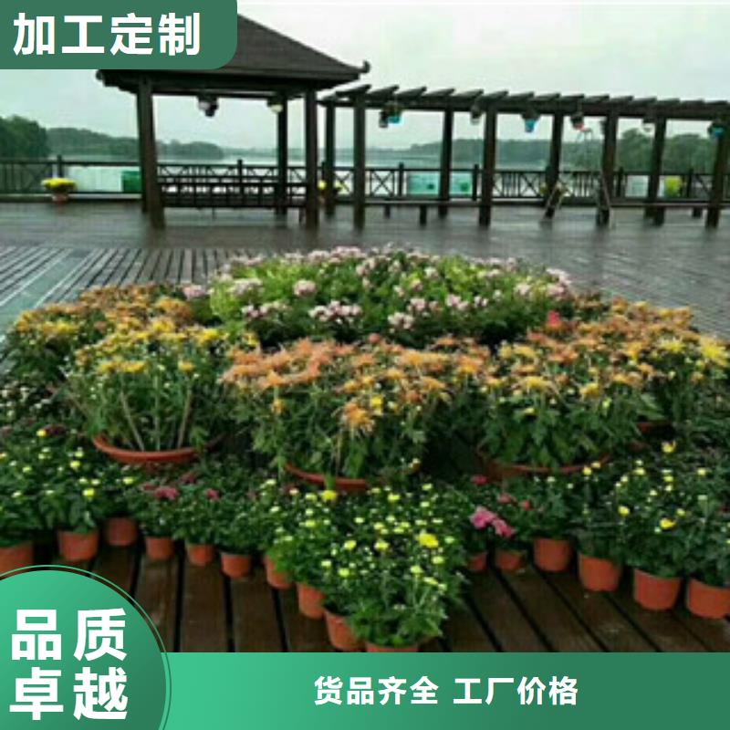 时令草花花海景观工程严选材质