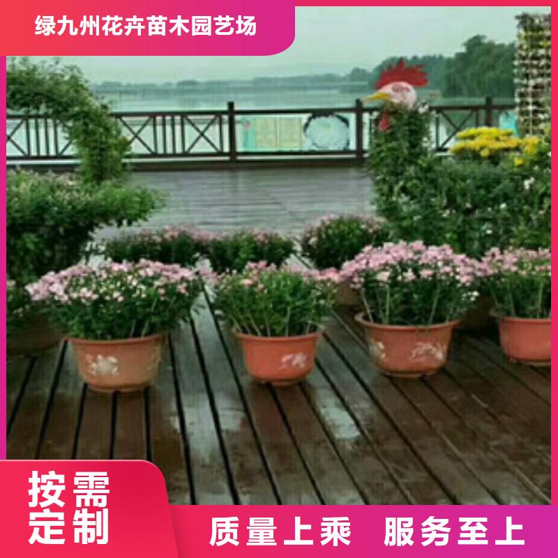 时令草花花海景观工程源头厂家来图定制