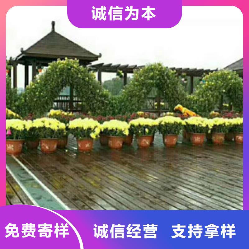 時令草花魯冰花/粉黛亂子草支持定制加工