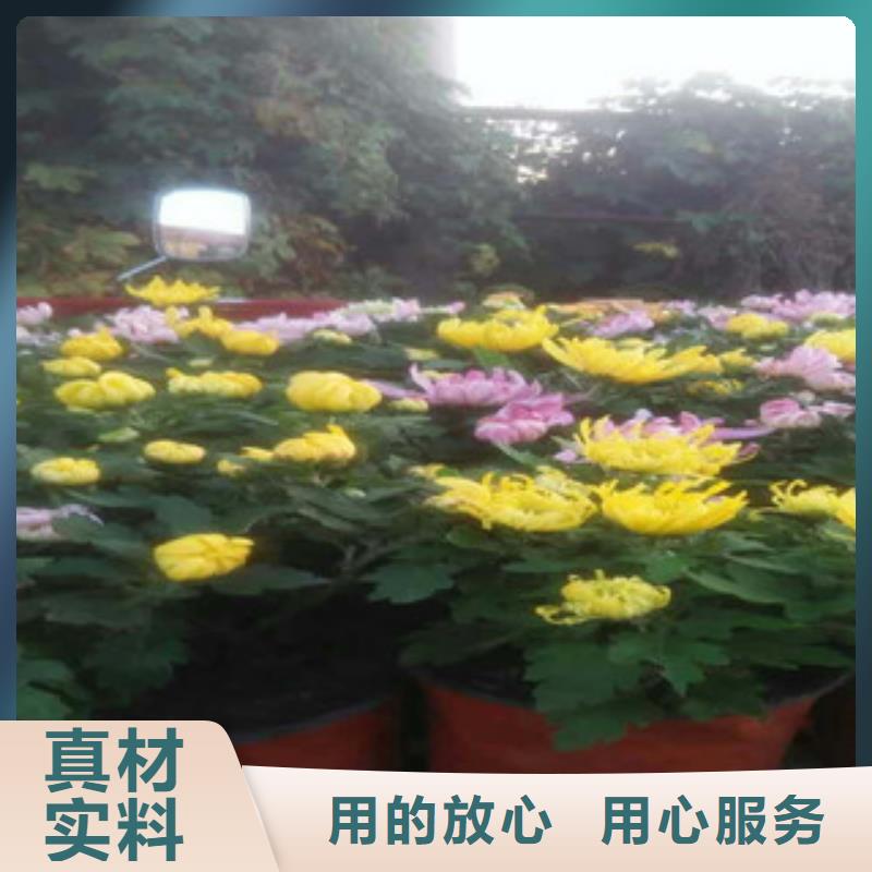 时令草花宿根花卉基地按需定制