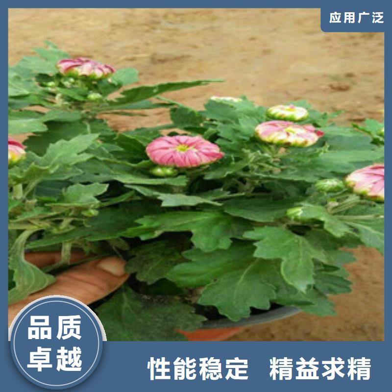 时令草花【观赏草/蒲苇狼尾草】品质优良