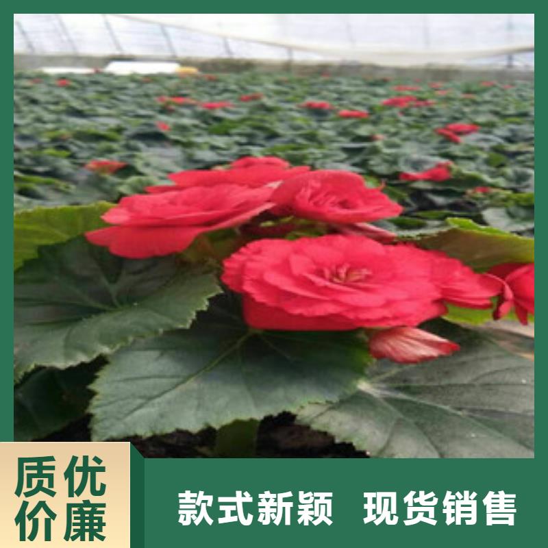 【时令草花宿根花卉基地海量库存】