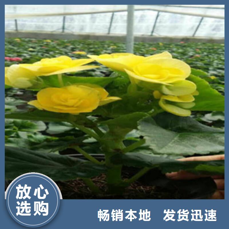 时令草花观赏草/蒲苇狼尾草精益求精