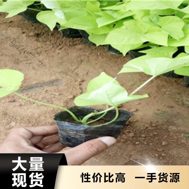 时令草花_观赏草/蒲苇狼尾草同行低价