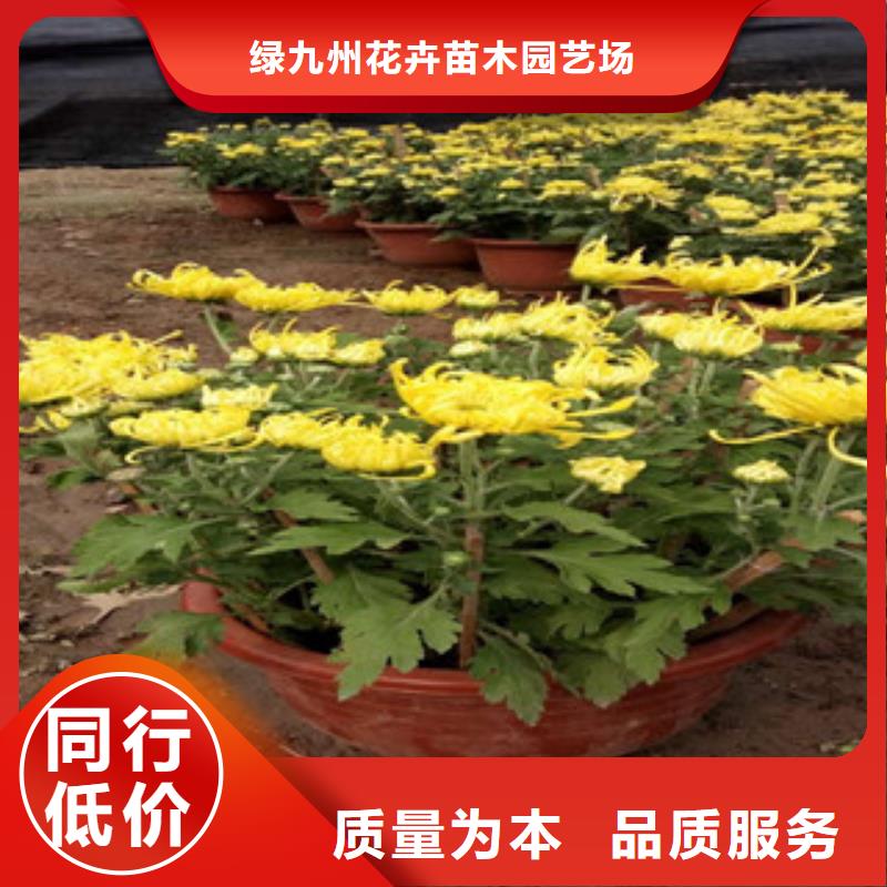 时令草花宿根花卉基地质量可靠