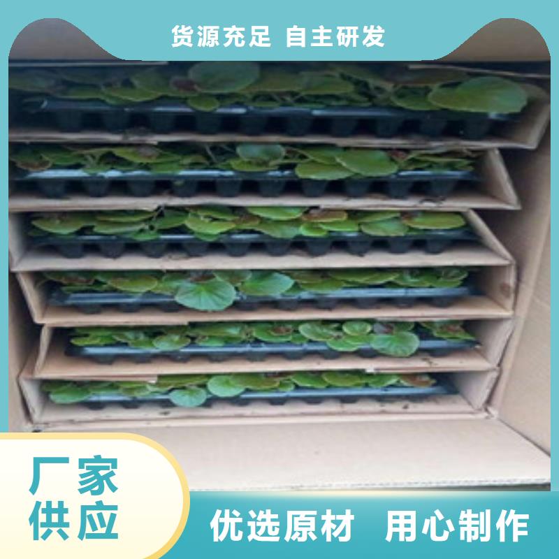 時令草花魯冰花/粉黛亂子草支持定制加工