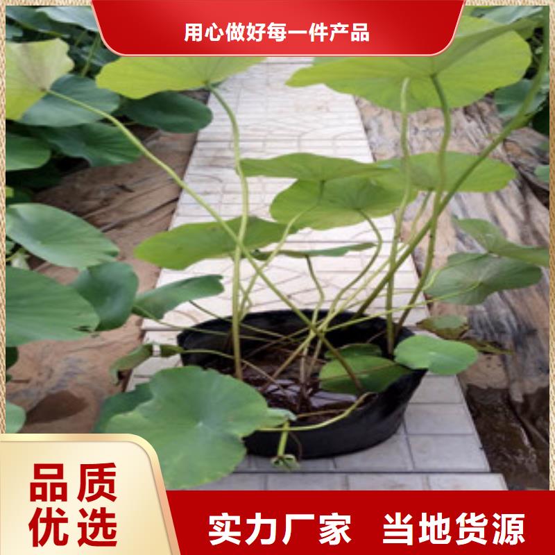 時令草花觀賞草/蒲葦狼尾草一手貨源源頭廠家