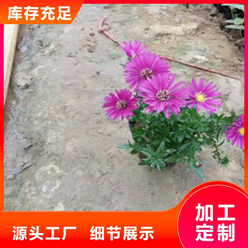 绿九州五一国庆草花批发【时令草花】-耐寒耐旱草花基地现货