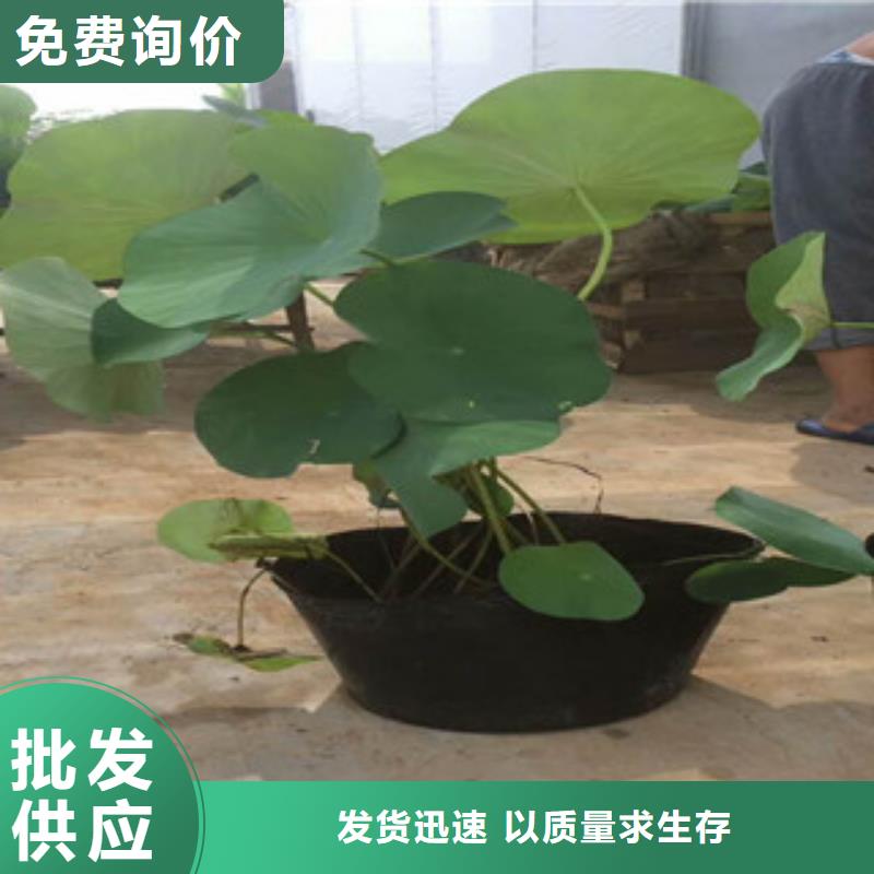 时令草花宿根花卉基地无中间商厂家直销