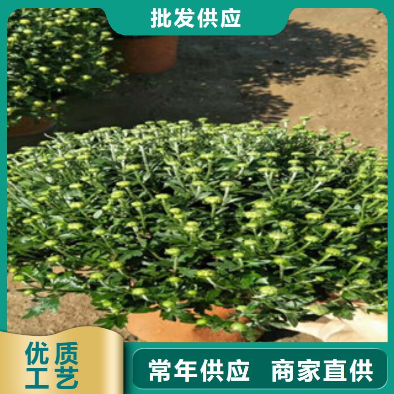 时令草花五一国庆草花批发N年大品牌