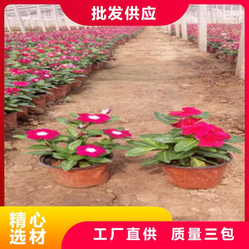 时令草花【柳叶马鞭草/薰衣草】大厂家实力看得见