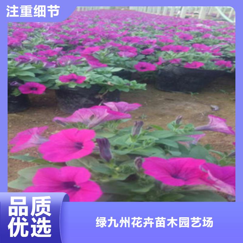 时令草花-水生植物/荷花睡莲支持定制