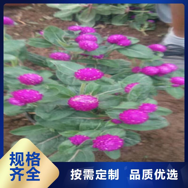 时令草花宿根花卉基地按需定制