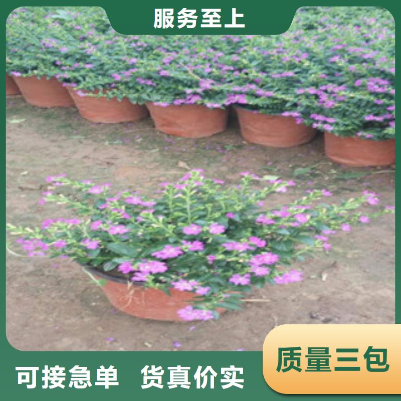 时令草花花海景观工程源头厂家来图定制