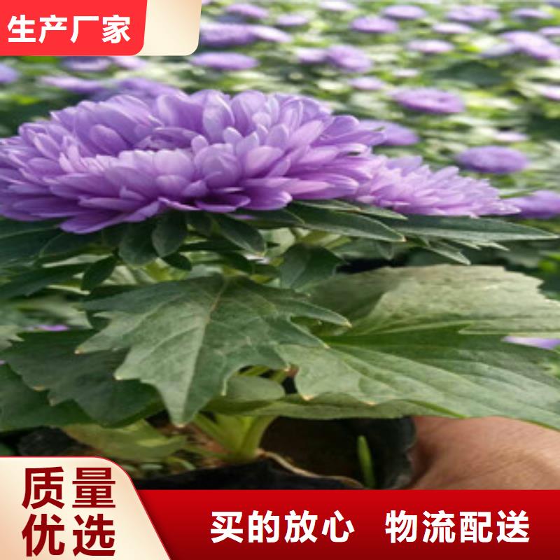 时令草花【花海景观工程】品质服务诚信为本