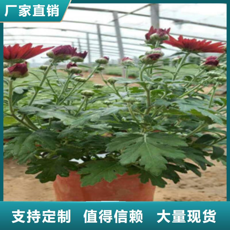 【时令草花】鲁冰花/粉黛乱子草支持定制