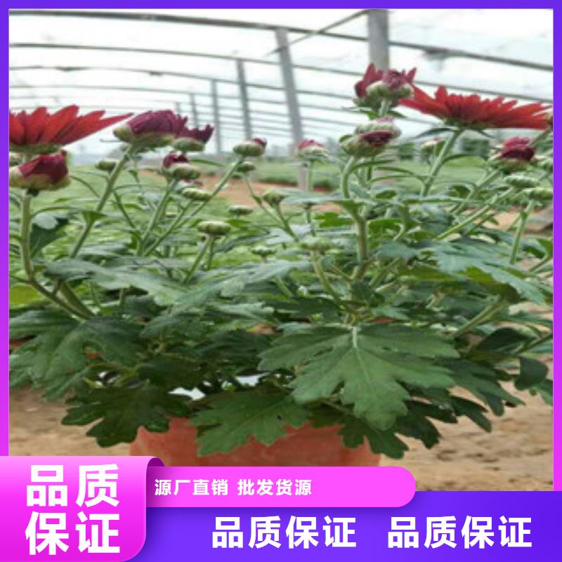 【时令草花耐寒耐旱草花基地用的放心】-[河南]实力商家供货稳定{绿九州}