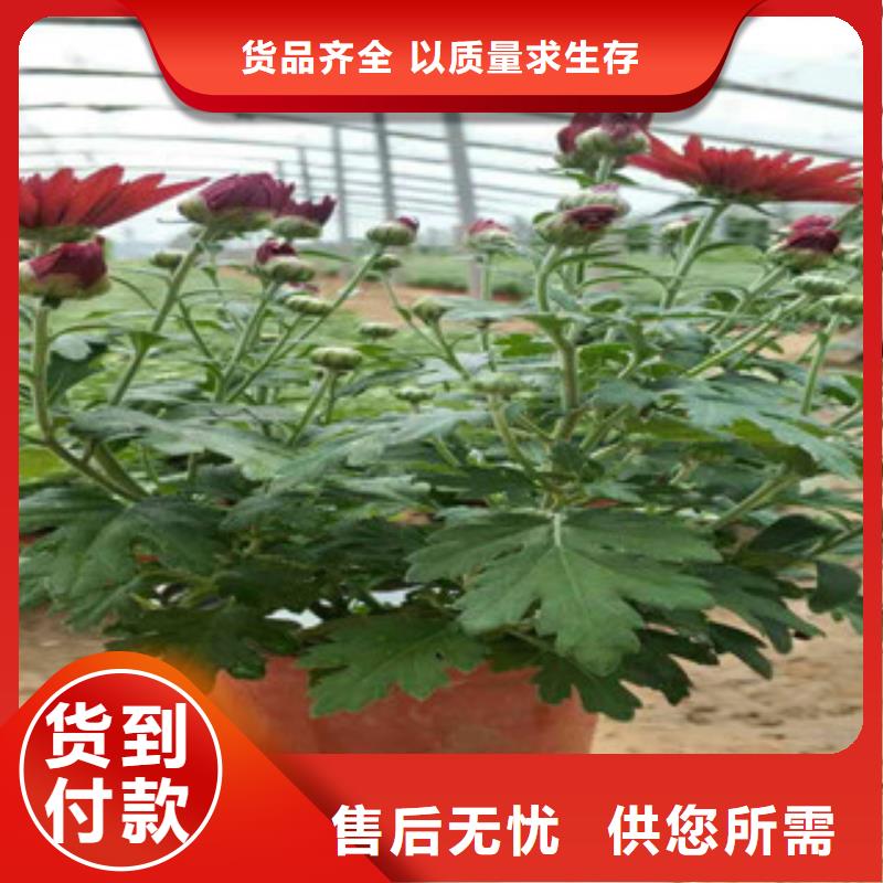 时令草花【花海景观工程】品质服务诚信为本