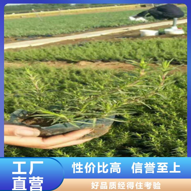 时令草花【水生植物/荷花睡莲】好货直销