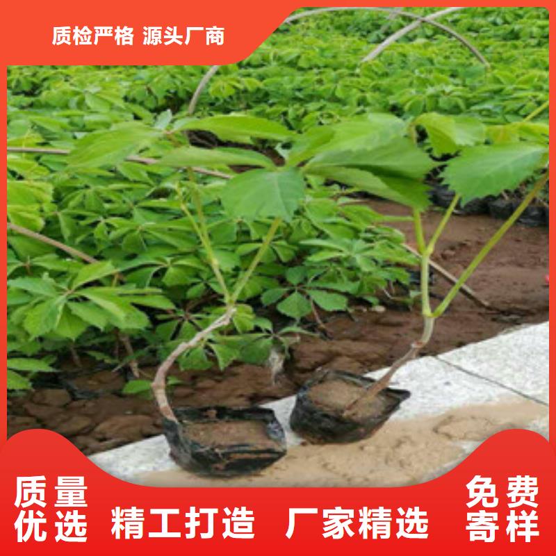 宿根花卉花海景观工程来图来样定制