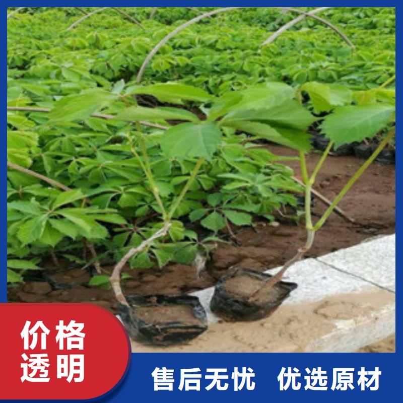 【 宿根花卉_花海景观工程支持定制贴心售后】绿九州五一国庆草花批发