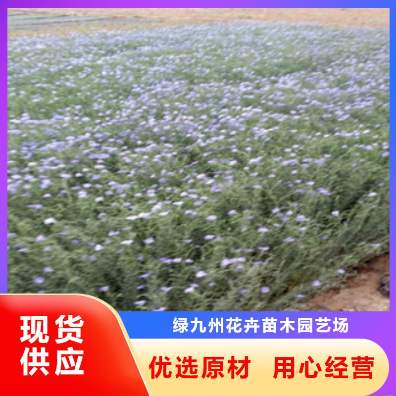 【 宿根花卉 耐寒耐旱草花基地厂家】_绿九州花卉苗木园艺场(龙岩市分公司)