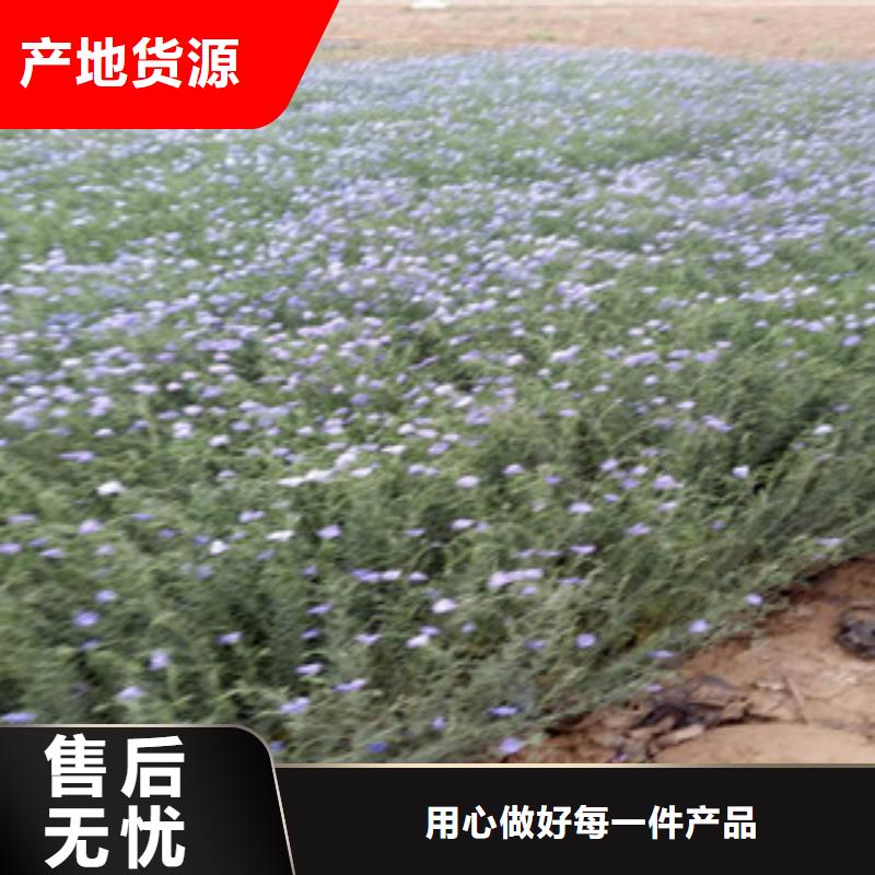 【宿根花卉】五一国庆草花批发生产型-市场覆盖|中江|什邡|绵阳|资阳|巴中|内江|自贡|广安|宜宾-企业旺旺