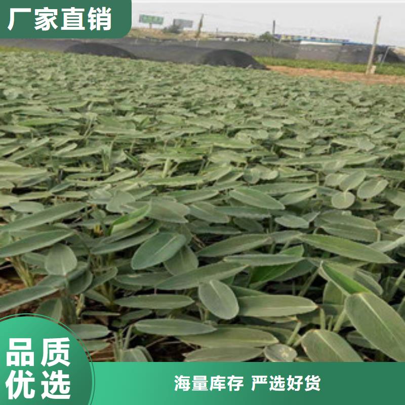 宿根花卉-鲁冰花/粉黛乱子草甄选好物
