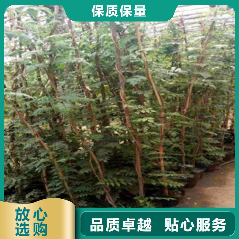 宿根花卉水生植物/荷花睡莲厂家货源稳定
