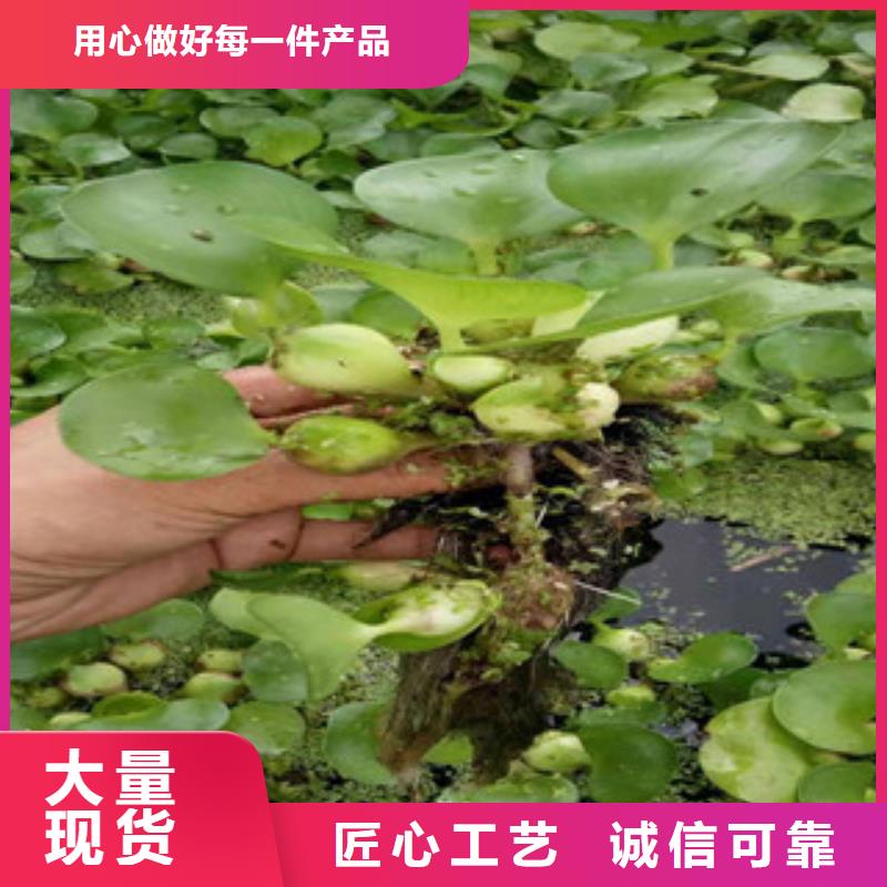 宿根花卉花海景观工程源头厂源头货