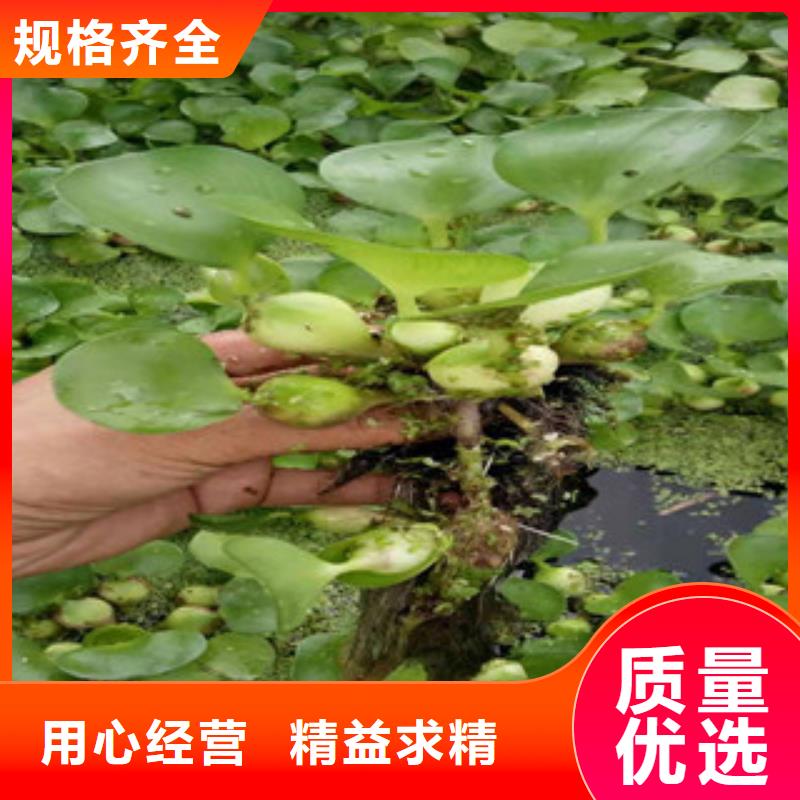 宿根花卉_耐寒耐旱草花基地从厂家买售后有保障
