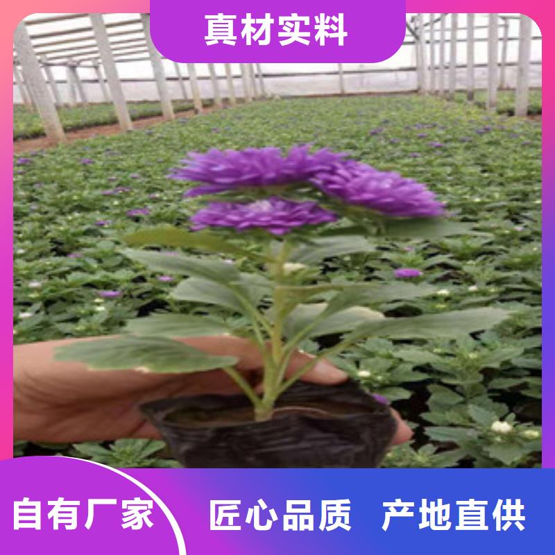 绿九州【宿根花卉】五一国庆草花批发生产型-企业旺旺