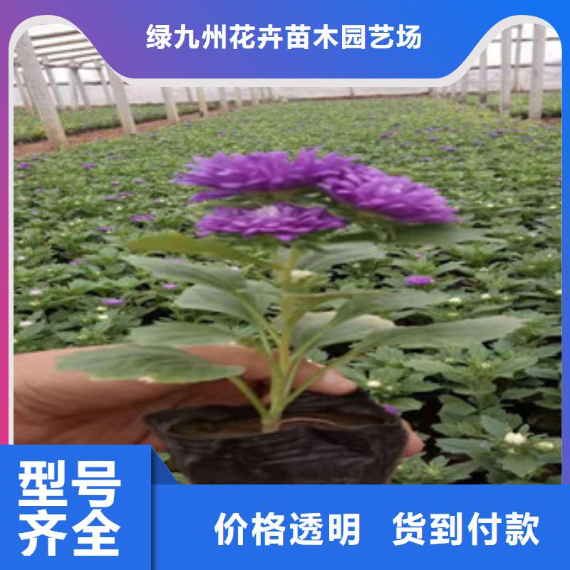 【宿根花卉耐寒耐旱草花基地畅销当地】
