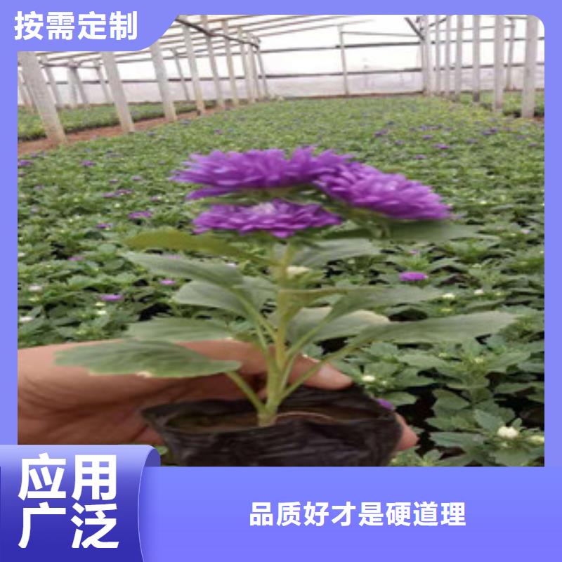 宿根花卉花海景观工程应用领域