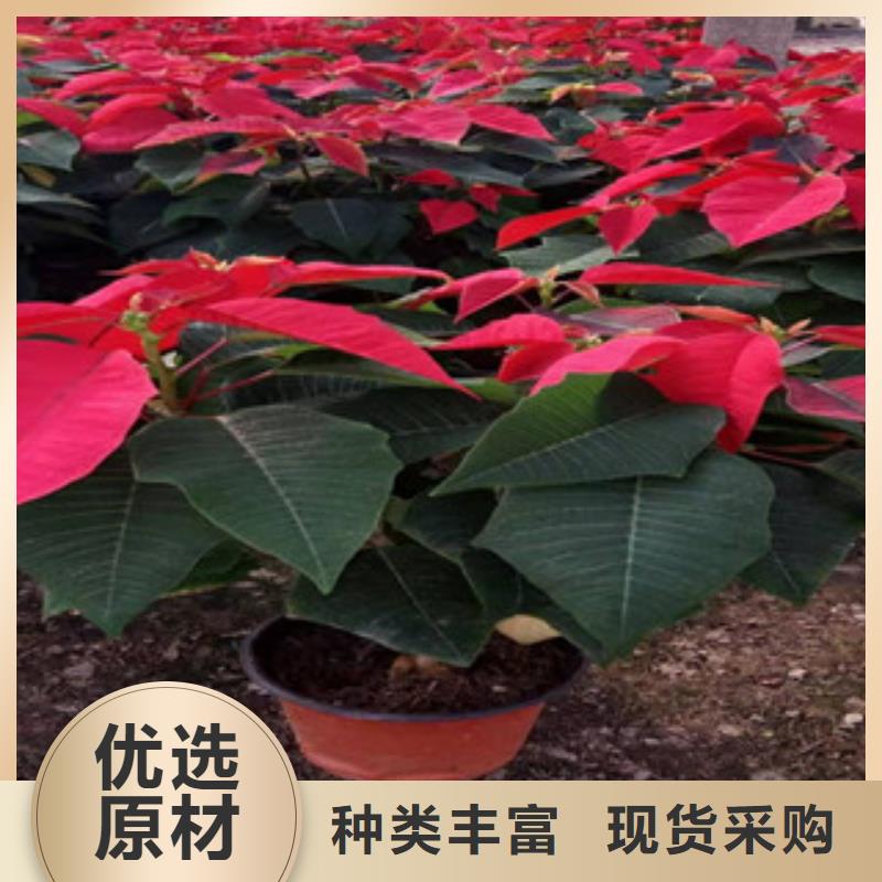 绿九州【宿根花卉】五一国庆草花批发生产型-企业旺旺