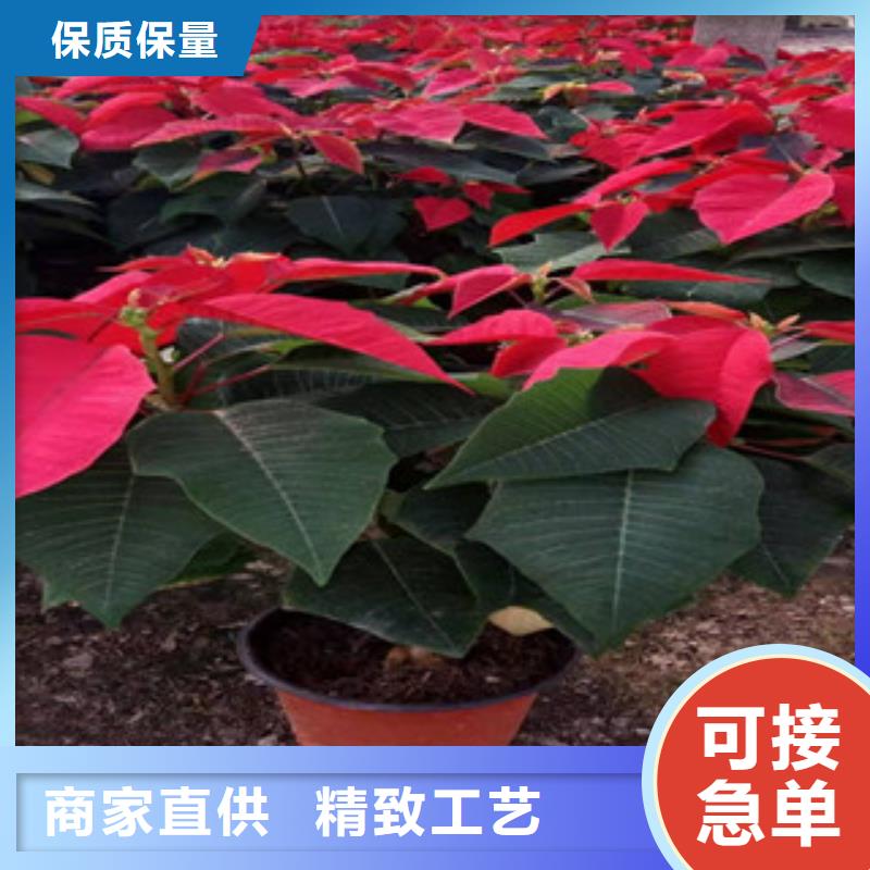 宿根花卉花海景观工程源头厂源头货