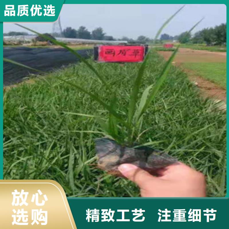 宿根花卉花海景观工程来图来样定制
