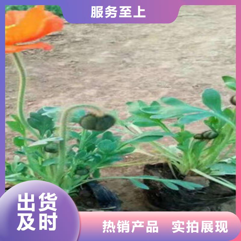 宿根花卉水生植物/荷花睡莲多种规格库存充足