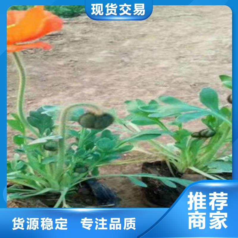 宿根花卉_耐寒耐旱草花基地从厂家买售后有保障