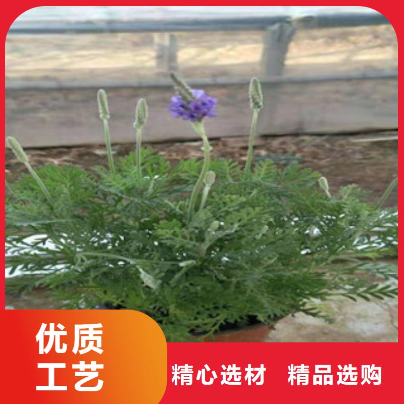 宿根花卉耐寒耐旱草花基地质量上乘