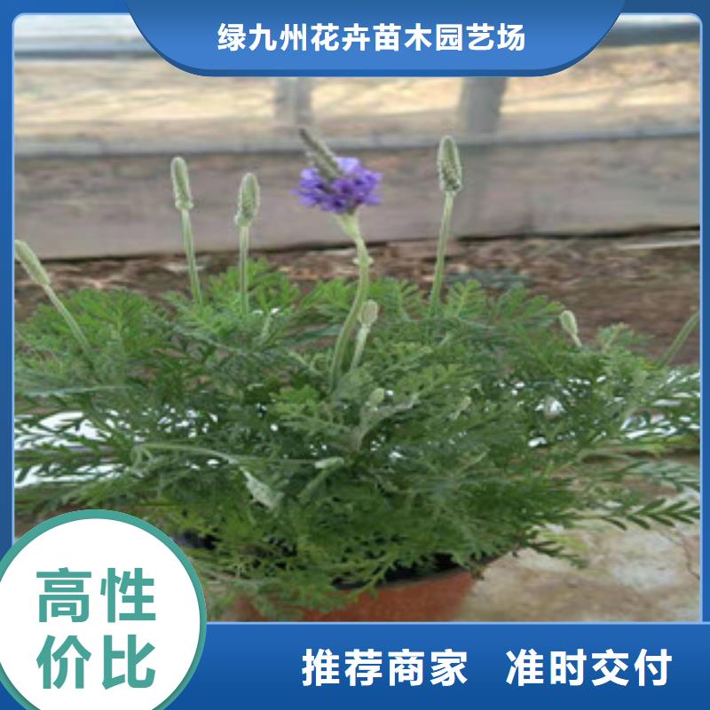 宿根花卉水生植物/荷花睡蓮廠家貨源